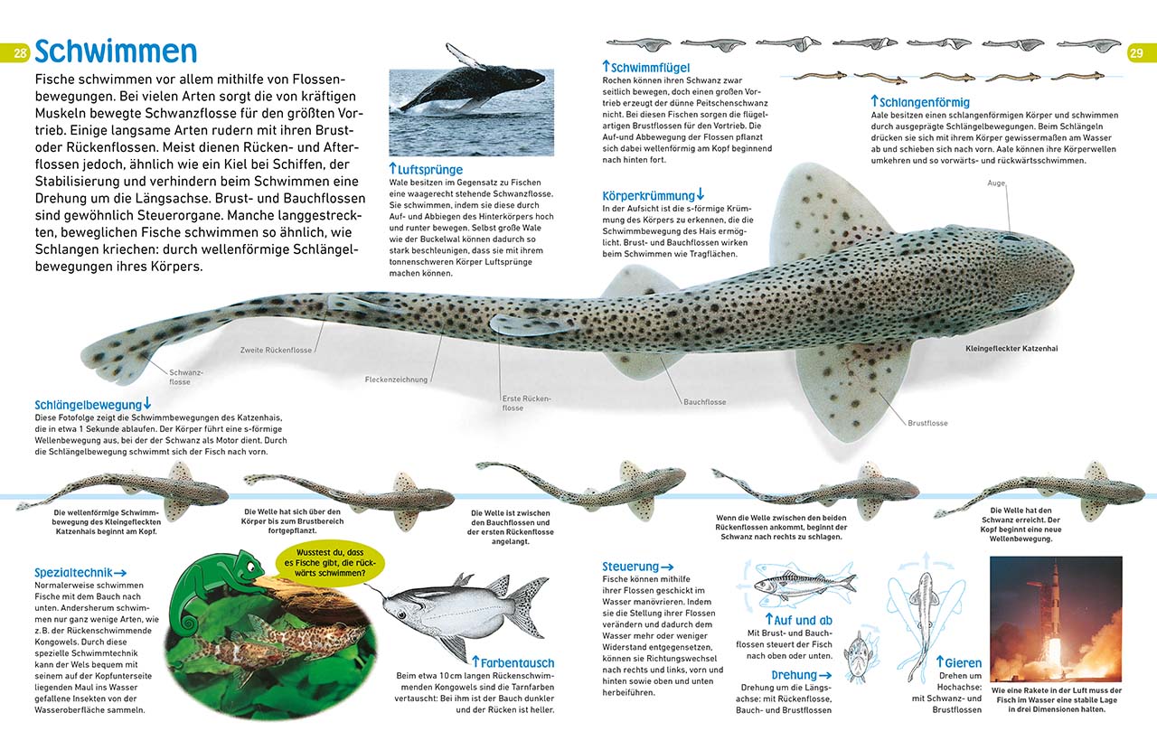 memo Wissen entdecken. Fische