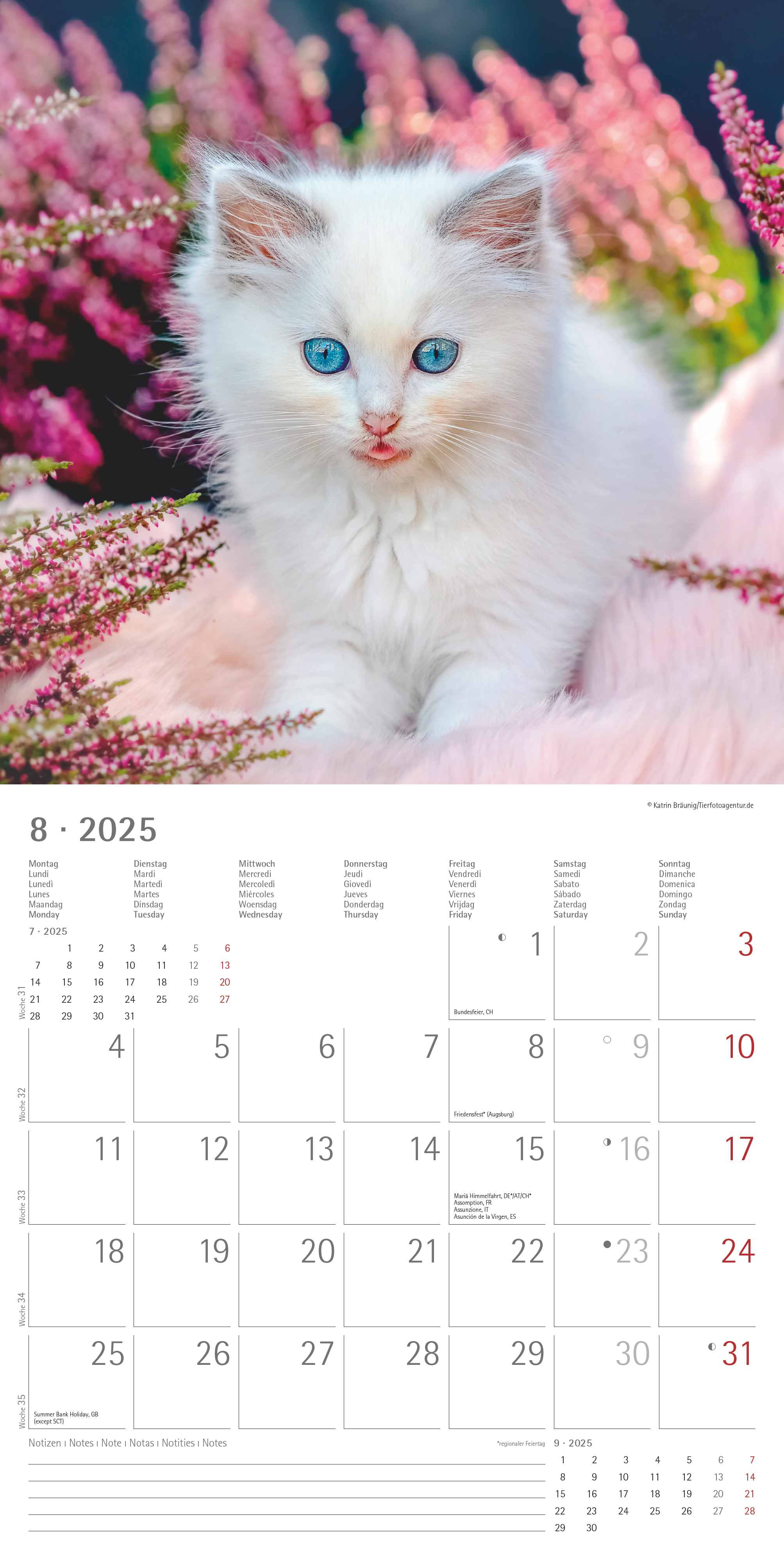 Alpha Edition - Katzenbabys 2025 Broschürenkalender, 30x30cm, Wandkalender mit Platz für Notizen und Termine, schöne Motive von Katzen-Babys, Monatsübersicht und Ferientermine DE/AT/CH