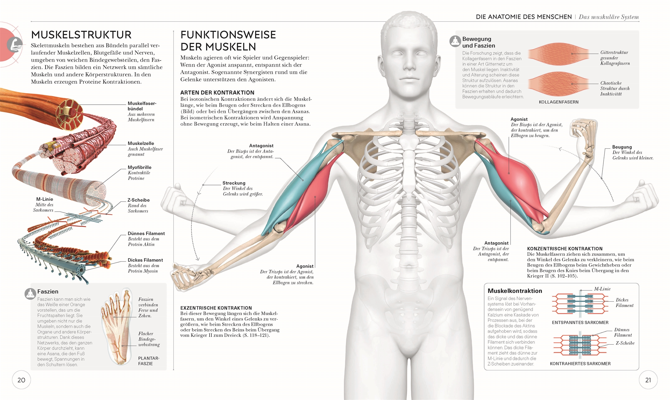 Yoga verstehen - Die Anatomie der Yoga-Haltungen