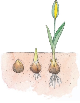 Lavendel, Lilie, Löwenzahn Lavendel, Lilie, Löwenzahn