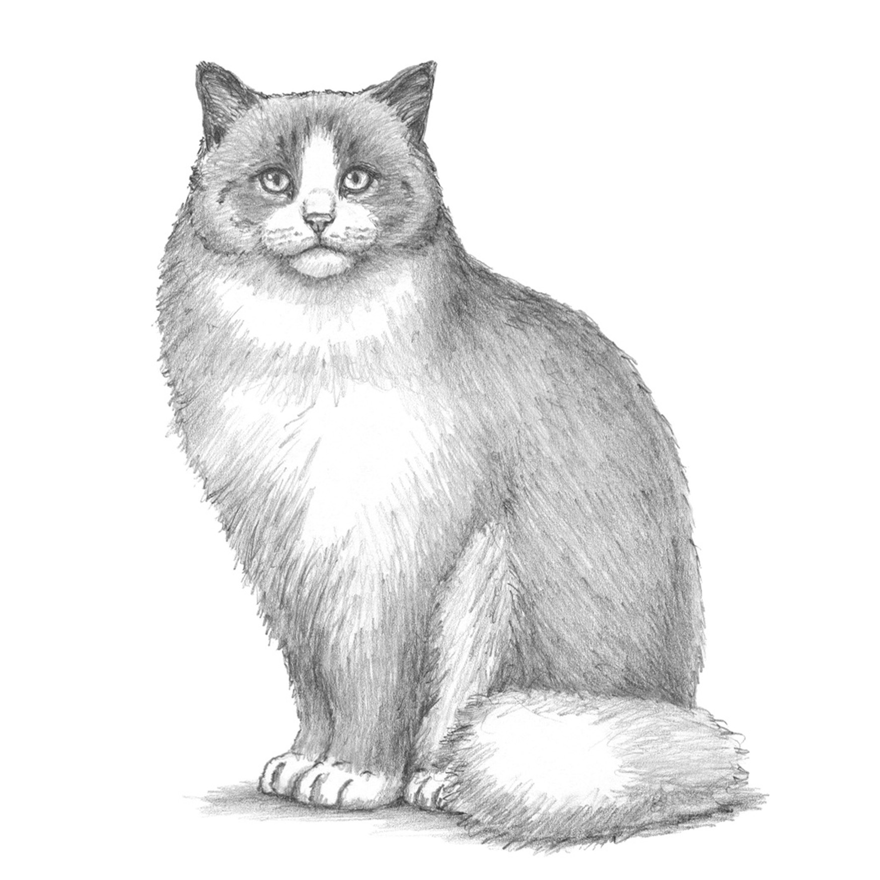 Die Kunst des Zeichnens für Kinder - Ich zeichne Katzen