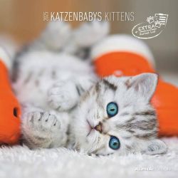 Alpha Edition - Katzenbabys 2025 Broschürenkalender, 30x30cm, Wandkalender mit Platz für Notizen und Termine, schöne Motive von Katzen-Babys, Monatsübersicht und Ferientermine DE/AT/CH