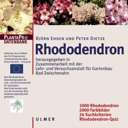Rhododendron